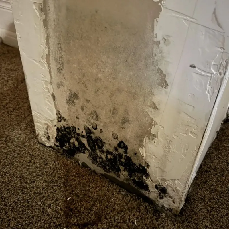 Professional Mold Removal in Gate City, VA